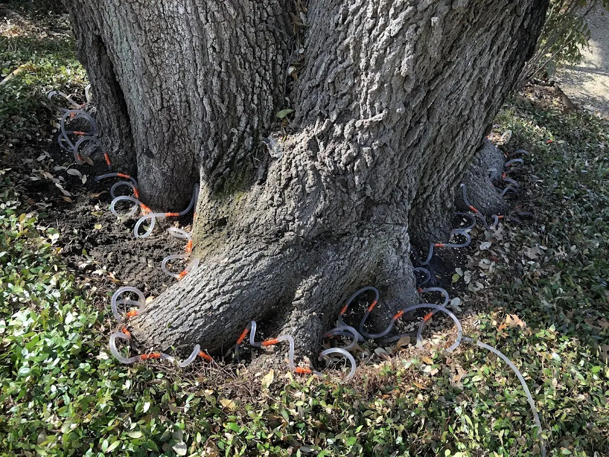 Detailed Tree Cabling and Bracing job site in La Prairie