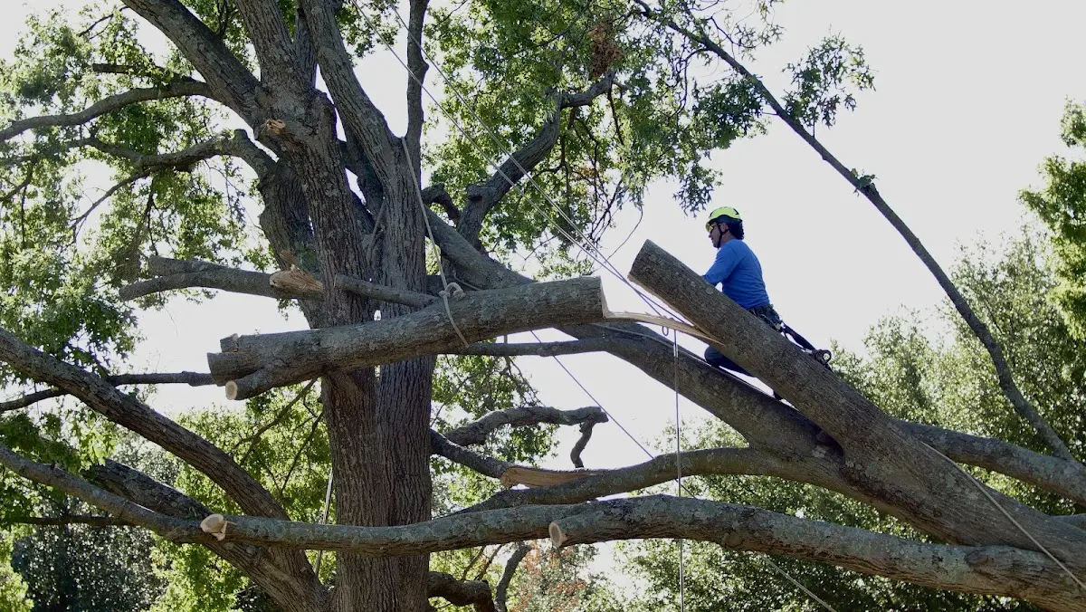 Professional Hazardous Tree Removal performed by certified arborists in La Prairie